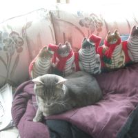 percy and the stuffed cats